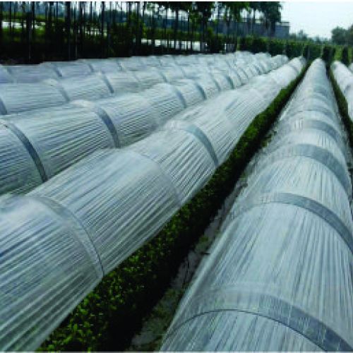 Tại sao nên sử dụng phụ gia chống tia UV Kháng thuốc trừ sâu trong màng phủ nông nghiệp?